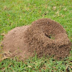 Image of a fire ant hill in a green lawn