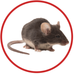 rats are large rodents that live in sizeable communities 