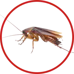 cockroaches are one of the more disgusting species of insects shown by this image