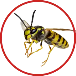 Wasps are very aggressive insects 