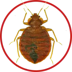image of bedbugs