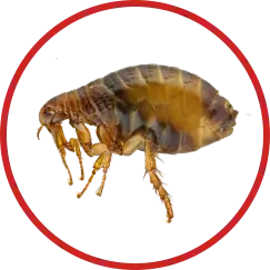 Image of fleas, one of the more annoying insects