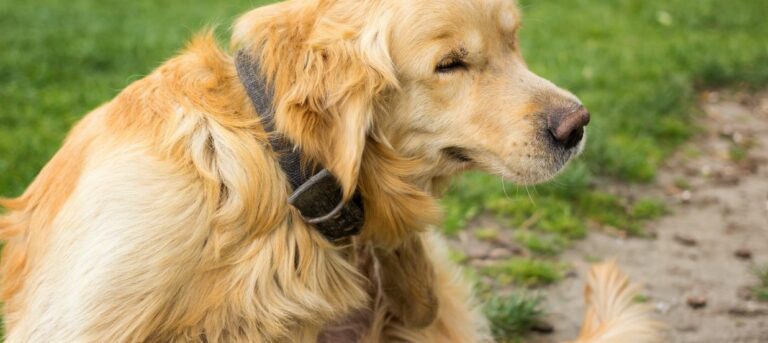 Wordpress Murray Media Flower Mound Texas 5