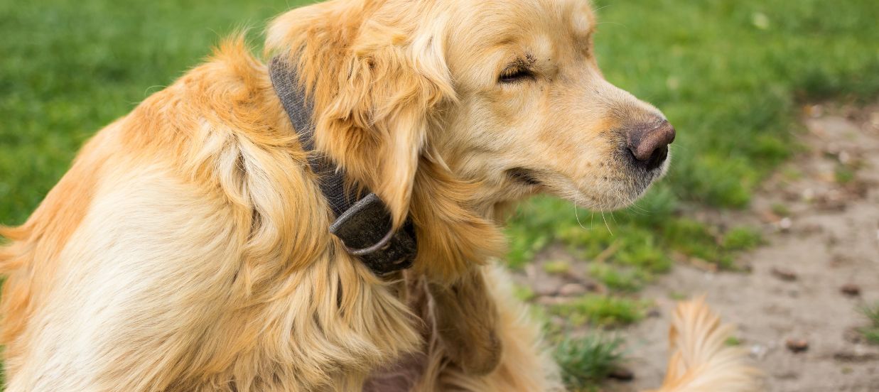 Wordpress Murray Media Flower Mound Texas 5