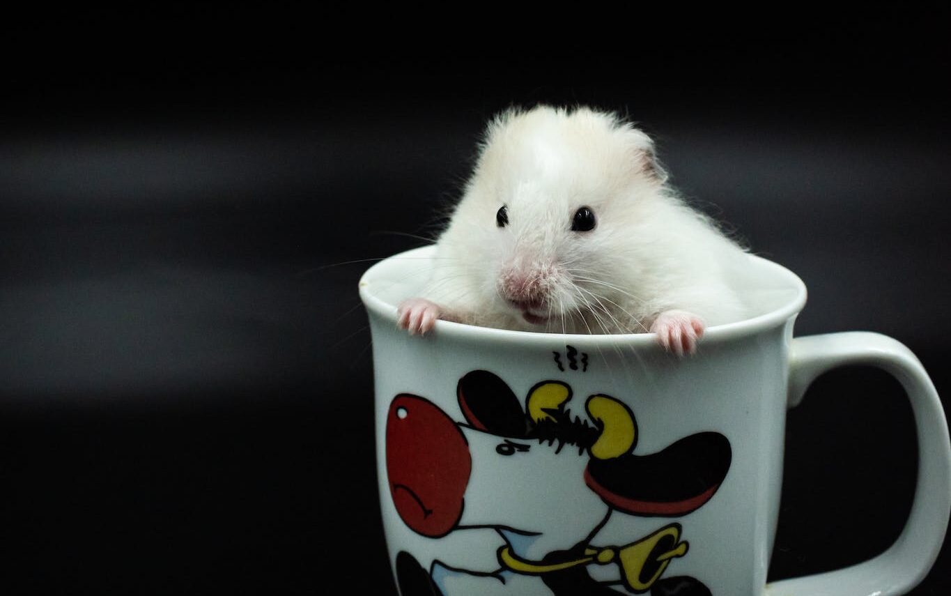 Close up of a Rat in a Cup