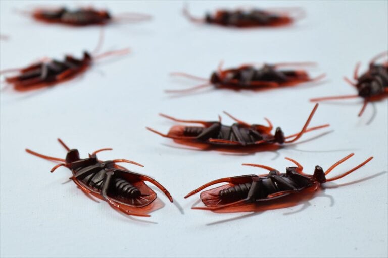Cockroaches for Christmas? How to Avoid a Holiday Infestation