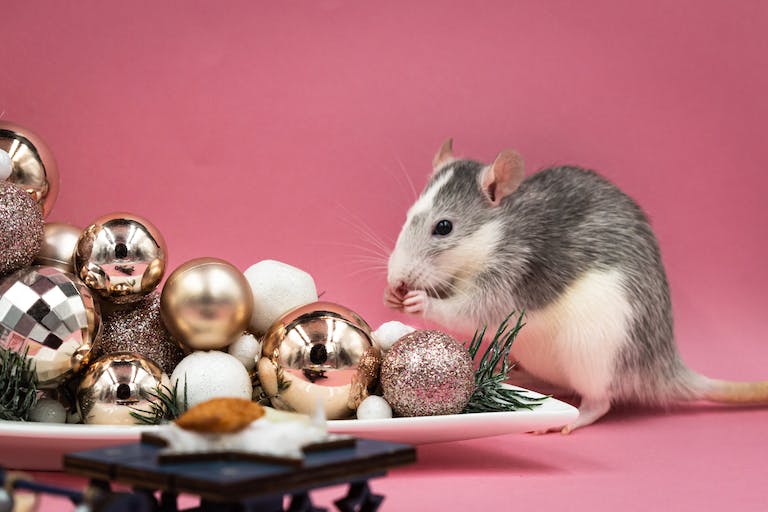 The 12 Pests of Christmas: Common Winter Intruders