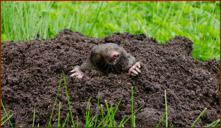 eastern mole