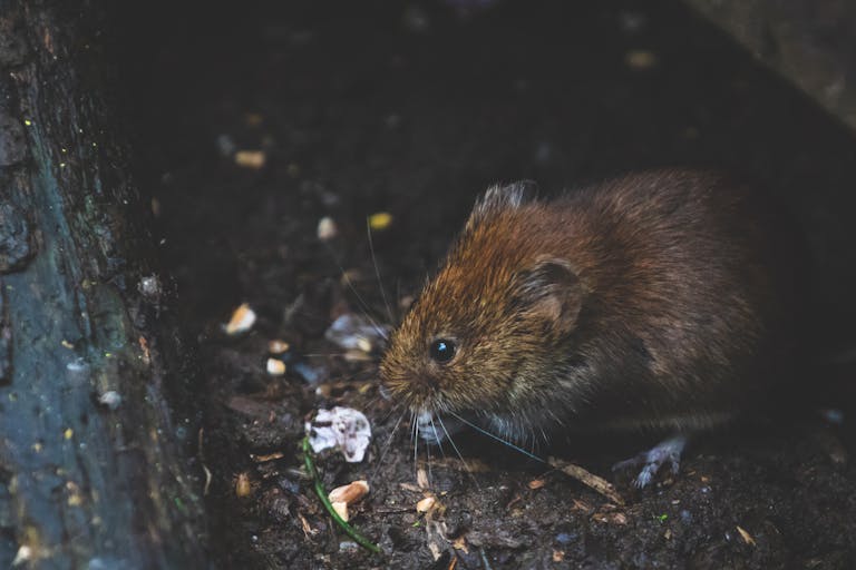 Close-up of a pest you don't want in your house